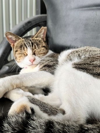 お昼寝ギンちゃん