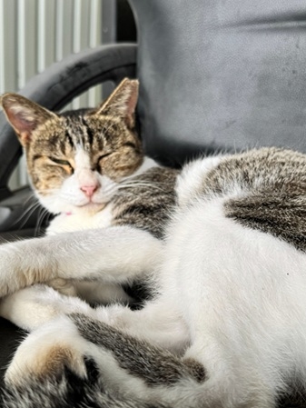 チラ見ギンちゃん